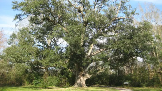 Evangeline State Park