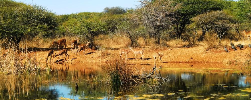 Polokwane Game Reserve