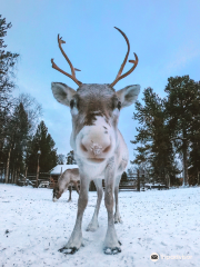 Tuula's Reindeer