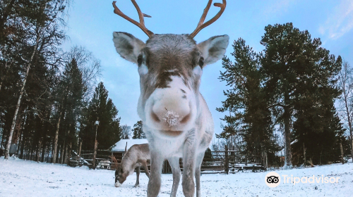 Tuula's Reindeer