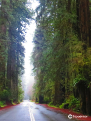 Parc d'État de Prairie Creek Redwoods