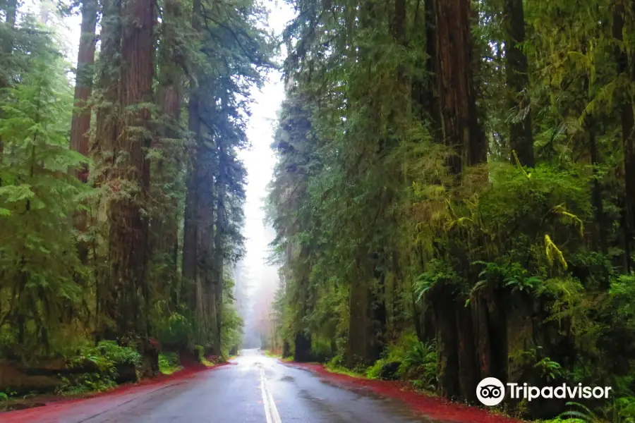 Prairie Creek Redwoods State Park