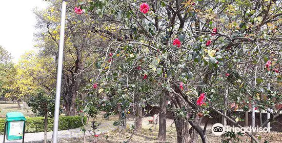 Hibiscus Garden