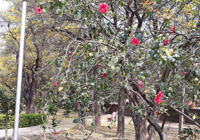 Hibiscus Garden