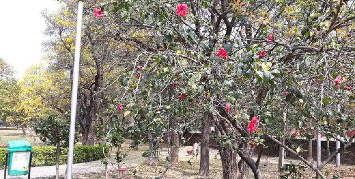 Hotels near Hibiscus Garden