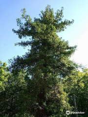 Albero monumentale - Sequoia