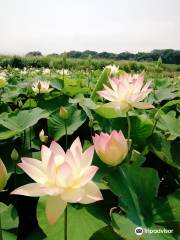 Karako Marsh Park Lotus Pond