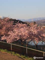 Kawazu Cherry Blossoms Hill Shiroi