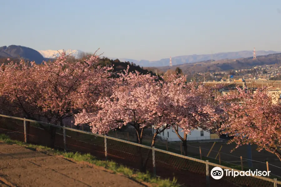 Kawazu Cherry Blossoms Hill Shiroi