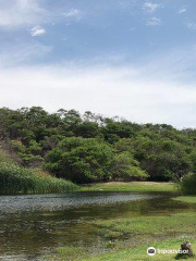 Bosque El Canoncillo