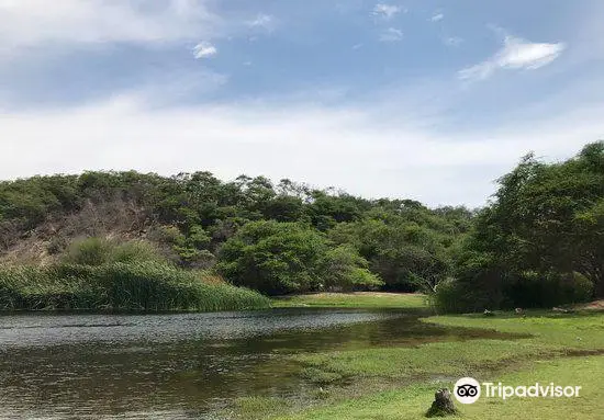 Bosque El Canoncillo