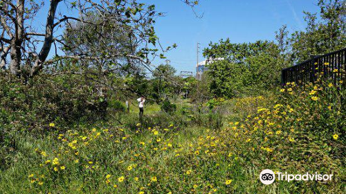 Madrona Marsh