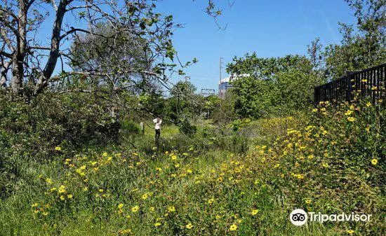 Madrona Marsh