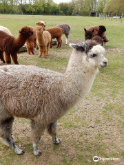 Butlers Farm Alpacas & The Alpaca Shop