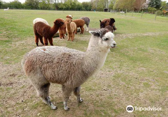 Butlers Farm Alpacas & The Alpaca Shop