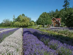 Purple Haze Lavender Farm