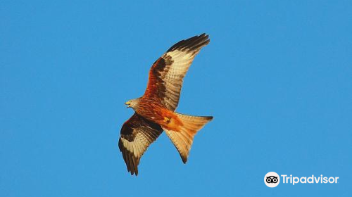 Tollie Red Kites