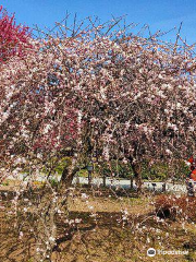 Koshigaya Plum Grove Park