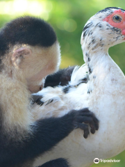 Alouatta Sanctuary