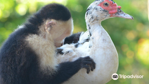 Alouatta Sanctuary