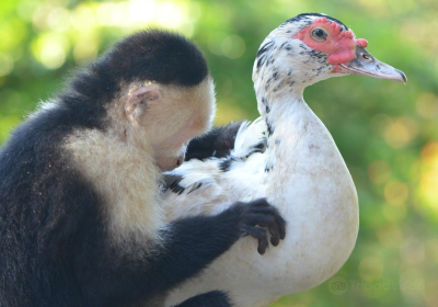 Alouatta Sanctuary