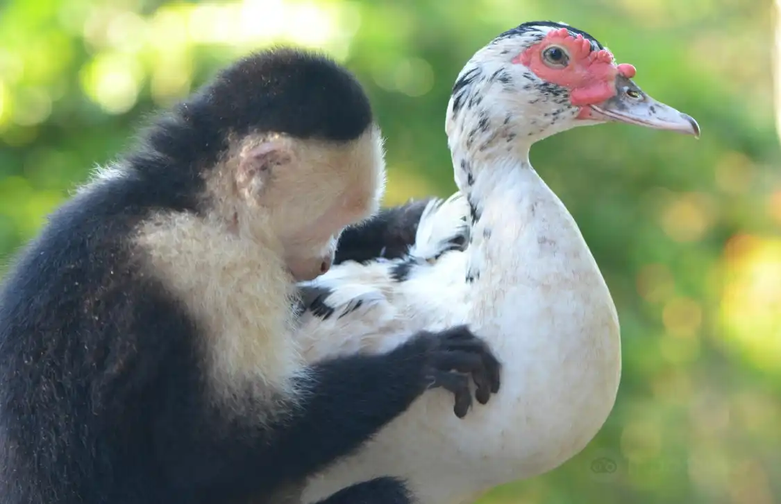 Alouatta Sanctuary附近的飯店