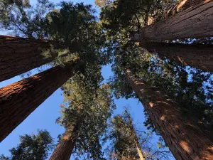 Visalia / Sequoia National Park KOA Journey
