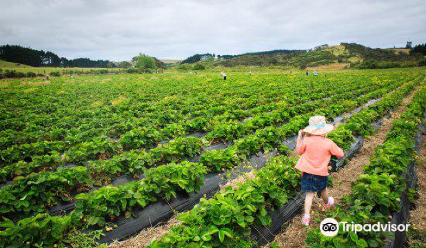 Sweet Red Strawberries