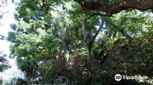 Shuri Kinjo Big Akagi Tree