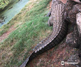 Kwena Crocodile Farm