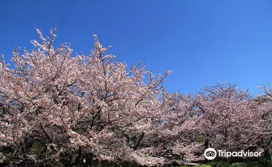 Tatsumi no Mori Ryokudo Park