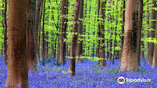 Hallerbos - ‘'The Blue Forest’'