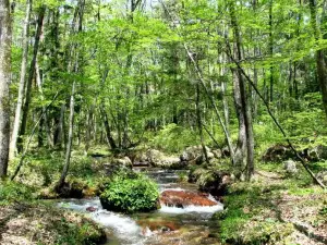 Alps Azumino National Government Park (Omachi, Matsukawa district)