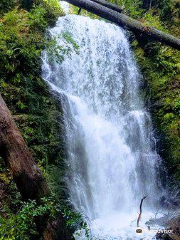 Berry Creek Falls