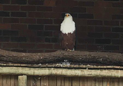 African Bird of Prey Sanctuary