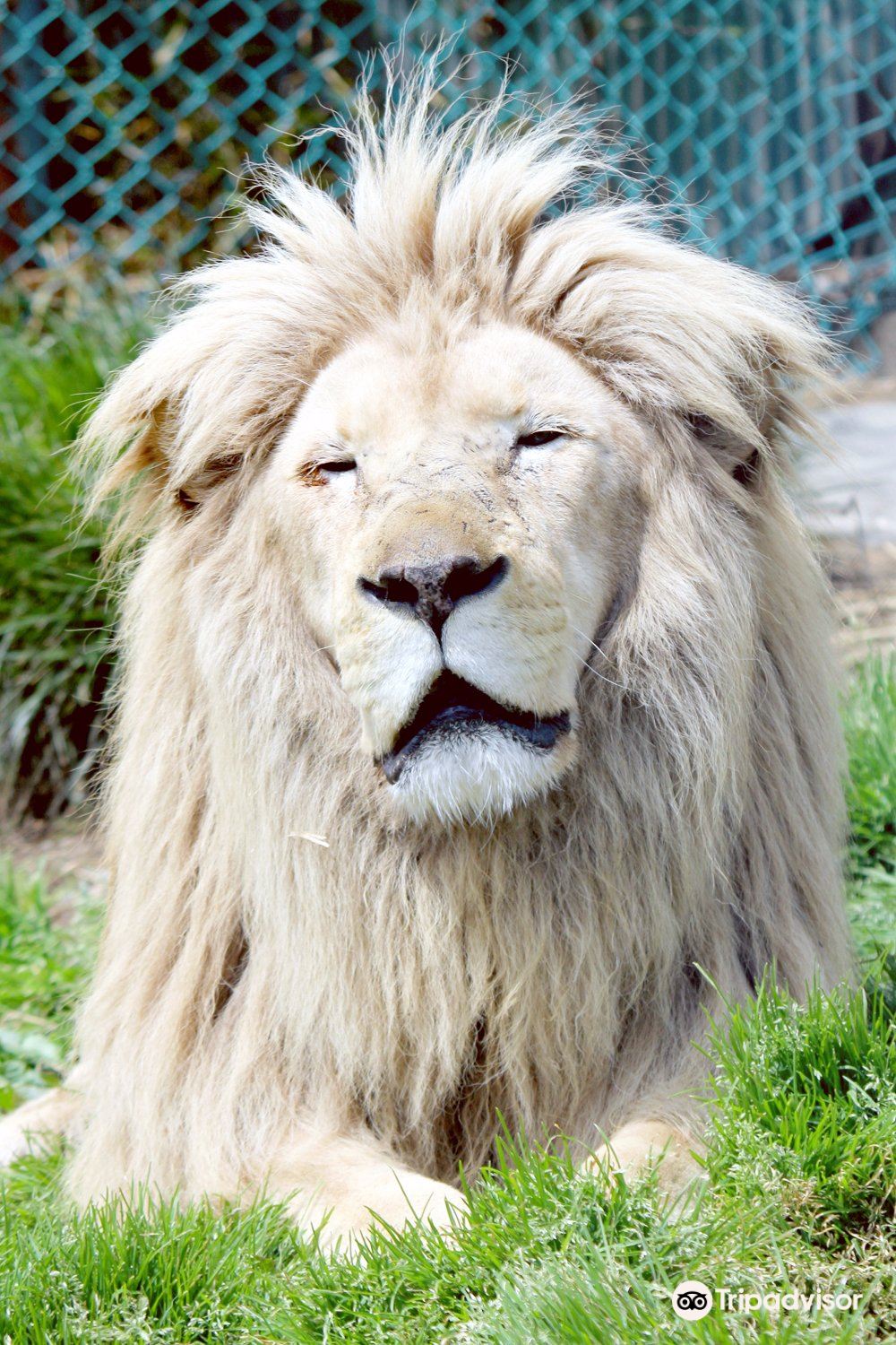 杤木 那須サファリパーク 入場Eチケット 予約