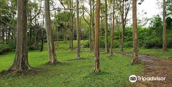 Keahua Arboretum