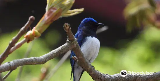 軽井沢野鳥の森