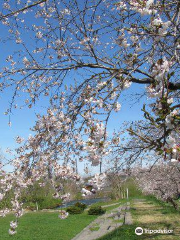 Ono River Cherry Blossom Avenue