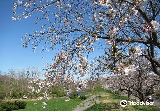 Ono River Cherry Blossom Avenue