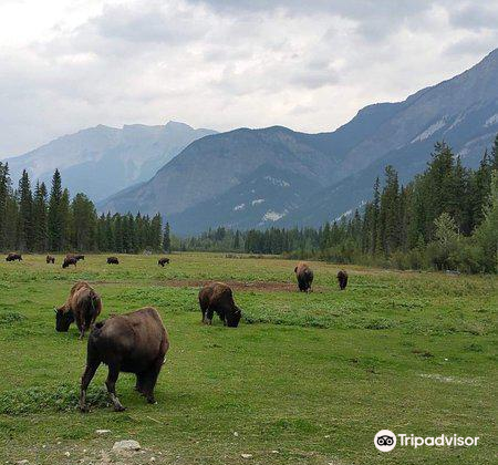 Rocky Mountain Buffalo Ranch & Guest Cottage Buffalo Tours travel guidebook  –must visit attractions in Columbia-Shuswap A – Rocky Mountain Buffalo  Ranch & Guest Cottage Buffalo Tours nearby recommendation – Trip.com