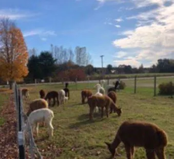 Northern Solstice Alpaca Farm