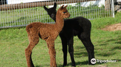 Faraway Farm Alpacas