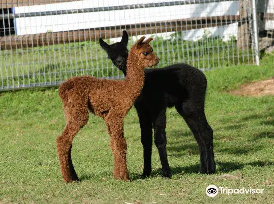 Faraway Farm Alpacas