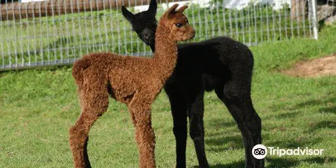 Faraway Farm Alpacas