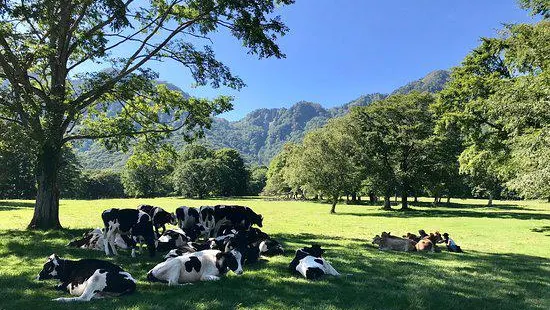 Togakushi Farm