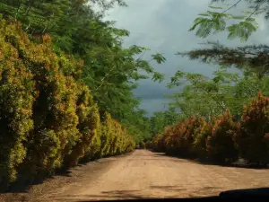 Bangka Botanical Garden