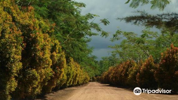 Bangka Botanical Garden
