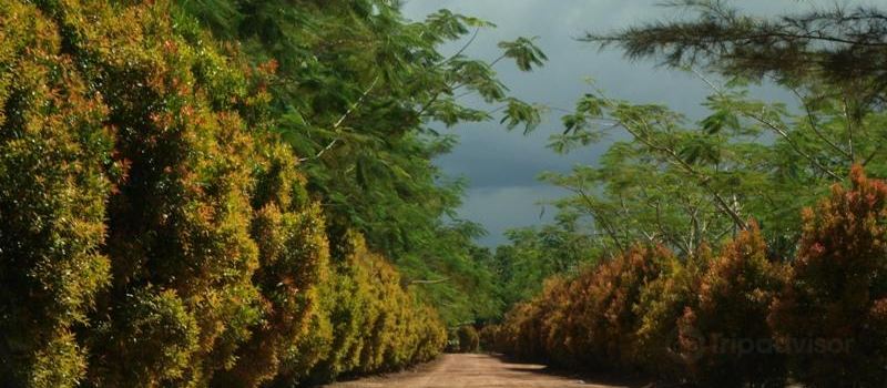 Bangka Botanical Garden