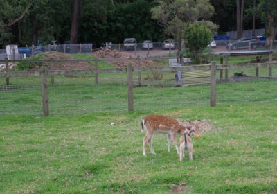 Golden Ridge Animal Farm